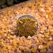 Frankincense - Activated defumation pill - - Mercado - Mercadona - where to buy - order online - online - near me - home delivery - free shipping Canary Islands - Online Store - Online - Aromatherapy - South Tenerife - Islands Canary Islands - Santa Cruz de Tenerife - Las Palmas de Gran Canaria - La Gomera - La Palma - Gran Canaria - Lanzarote - Fuerteventura - Graciosa